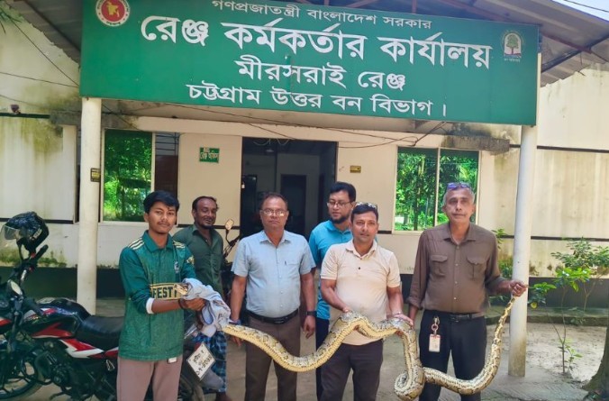 মিরসরাইয়ে লোকালয় থেকে ১১ ফুট লম্বা অজগর উদ্ধার, অবমুক্ত করা হলো পাহাড়ি বনে